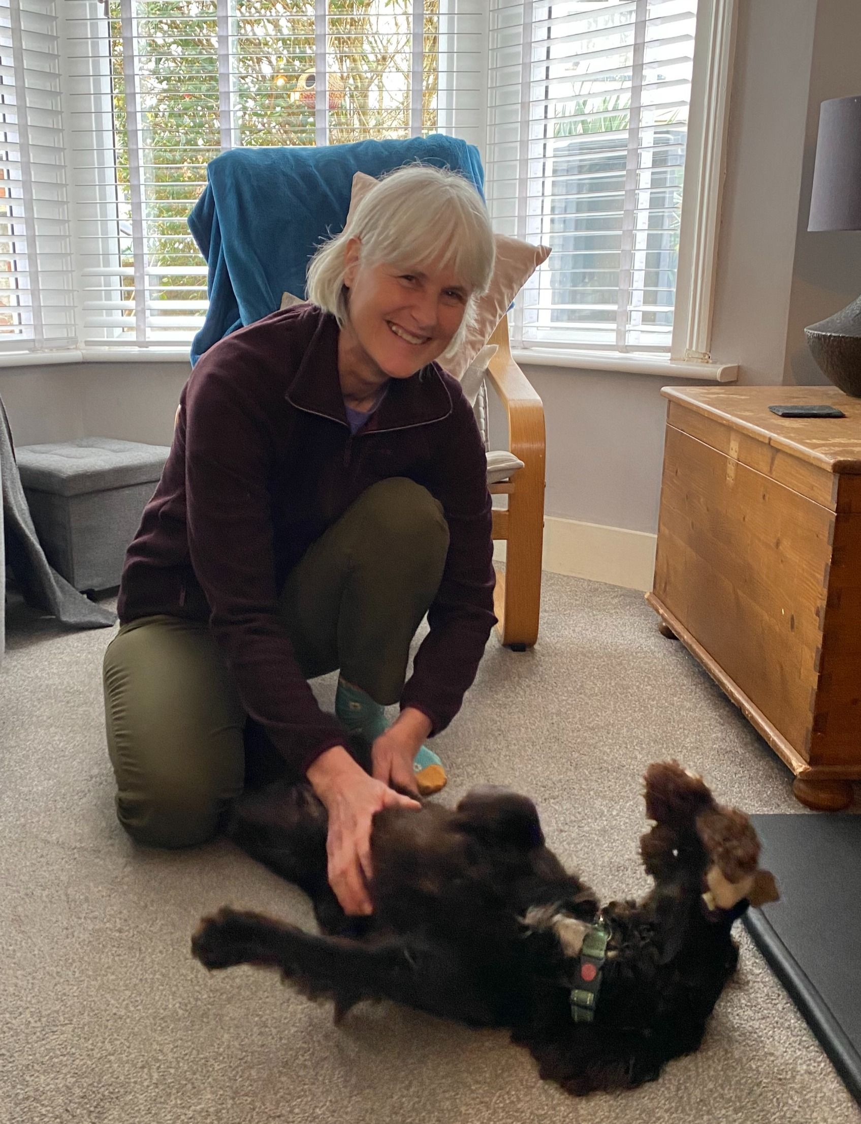Dog getting trimmed